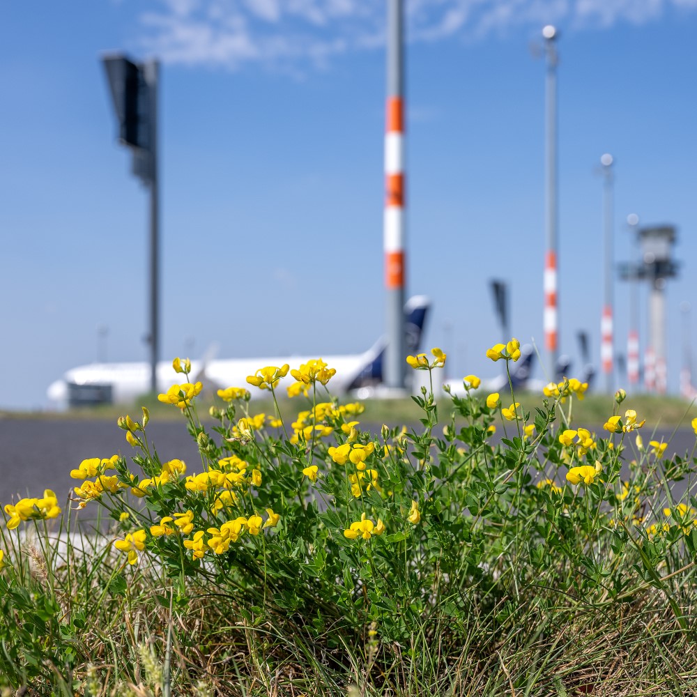 Gelbe Blumen am Rande eines Flughafenvorfelds. Im Hintergrund sind Lichtmasten, ein Flugzeug und der Tower zu sehen.